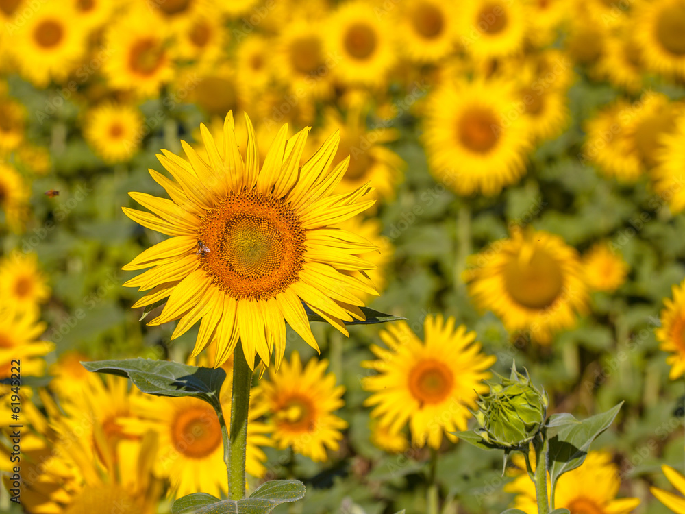 Detail of Field of Sunflower