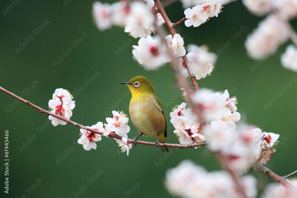 Japanese White-eye (Zosterops japonicus) with cherry blossom Japanese White-eye (Zosterops japonicus) with cherry blossom