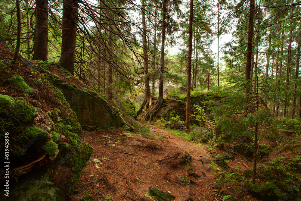 beautiful green forest in Carpathian mountains beautiful green forest in Carpathian mountains
