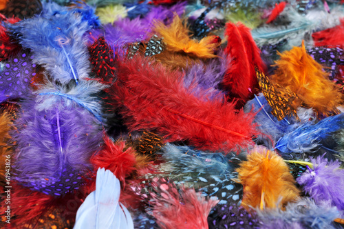 feathers of different colors