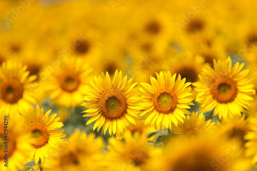 Fototapeta Naklejka Na Ścianę i Meble -  ヒマワリ畑