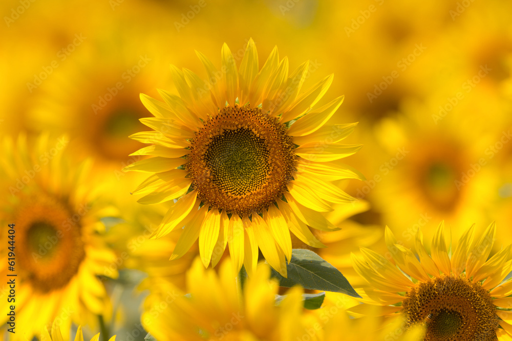 Naklejka premium ヒマワリ畑