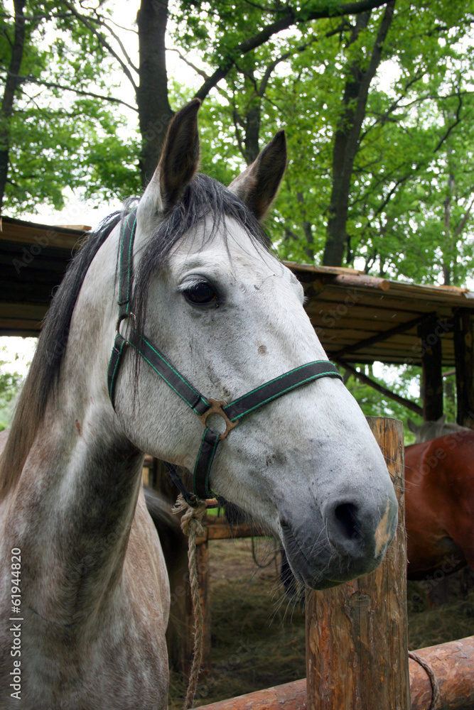 Fototapeta premium horse