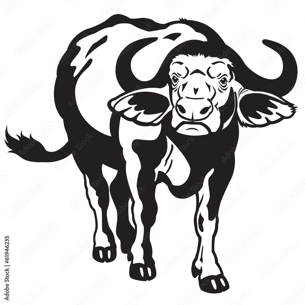 african buffalo black white