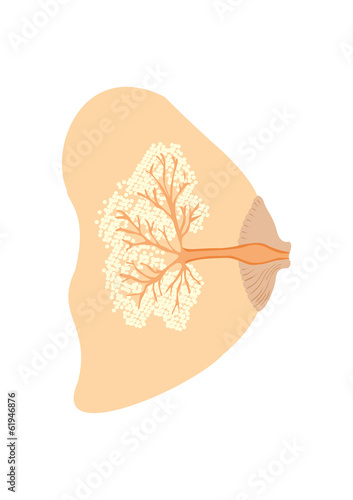 explanation breastfeeding