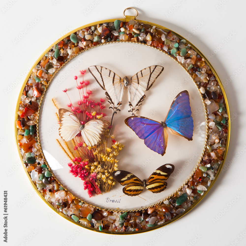 Obraz premium butterfly plate composition, closeup view