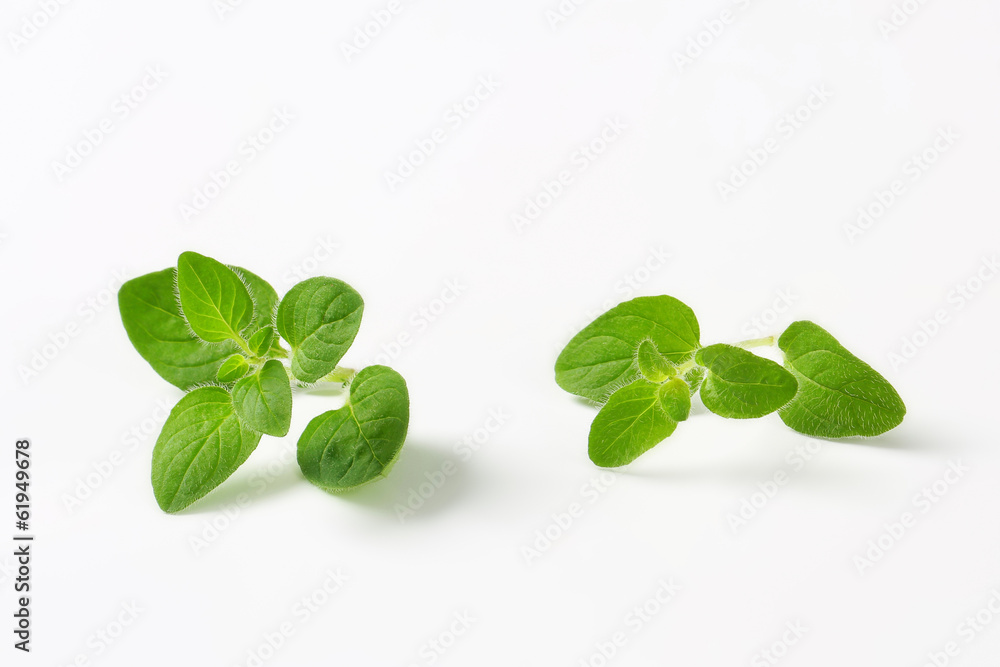 Fresh oregano sprigs Fresh oregano sprigs