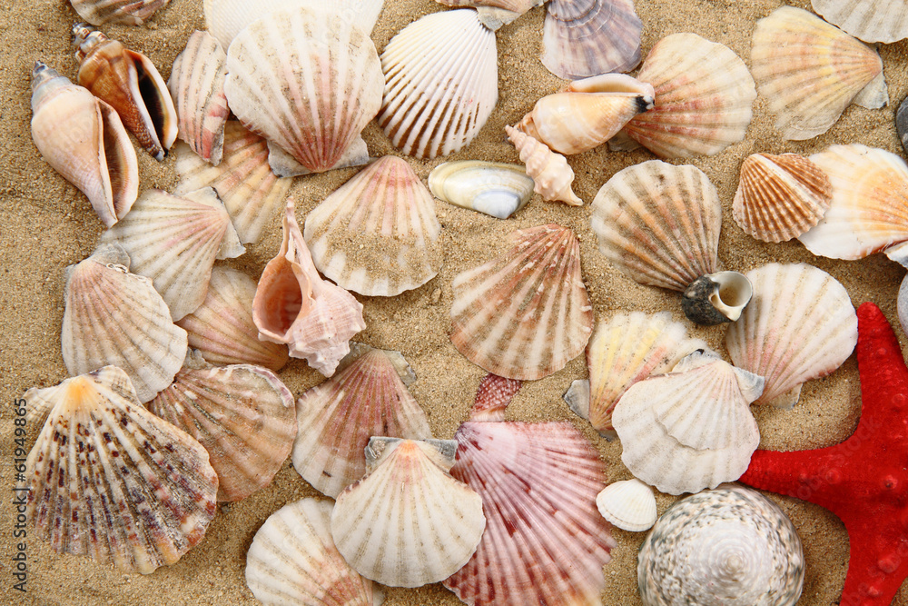 sea shells and yellow sand