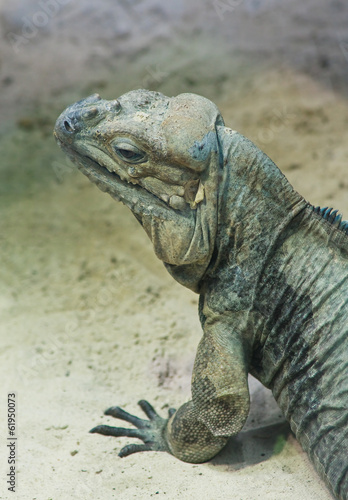 Iguana.Vensky zoo. Austria © Nikolai Korzhov