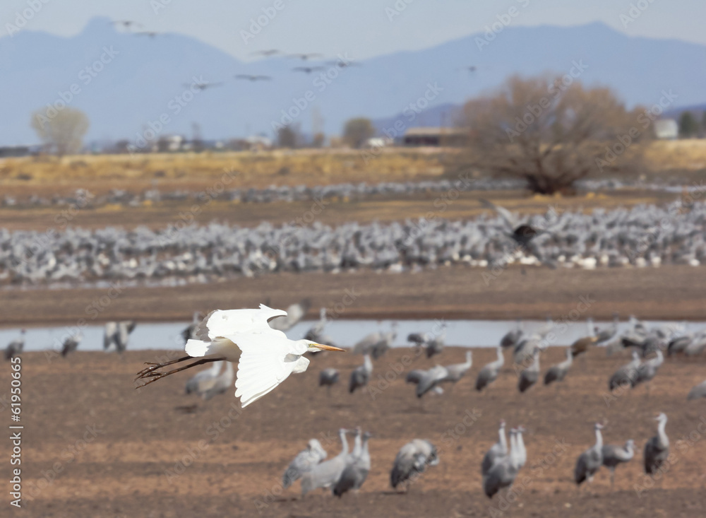 An Egret Flies Above a Crane Surivival Group An Egret Flies Above a Crane Surivival Group