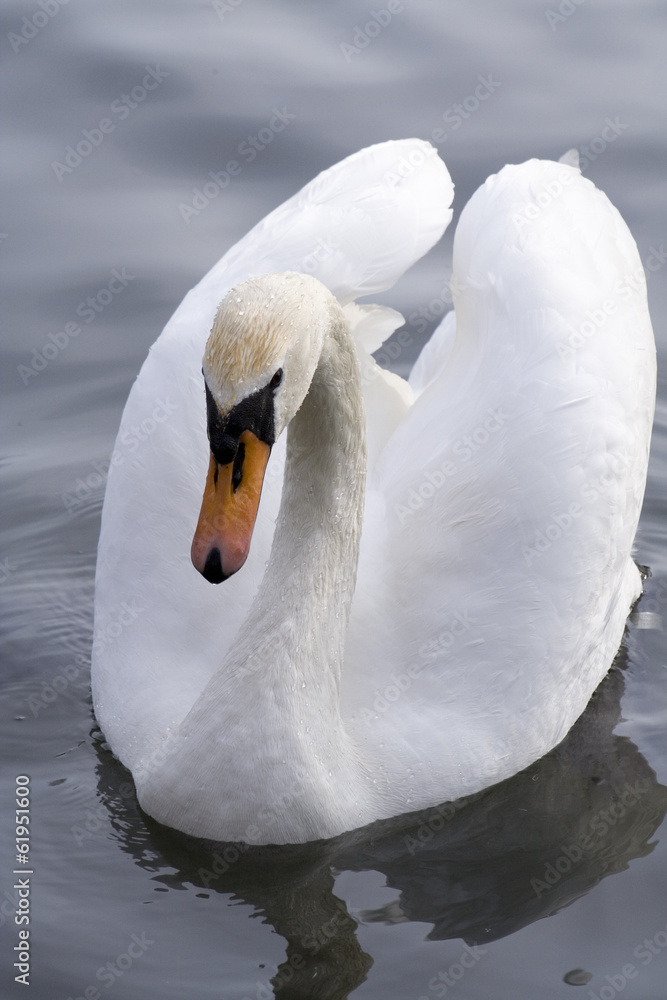 Obraz premium white swan