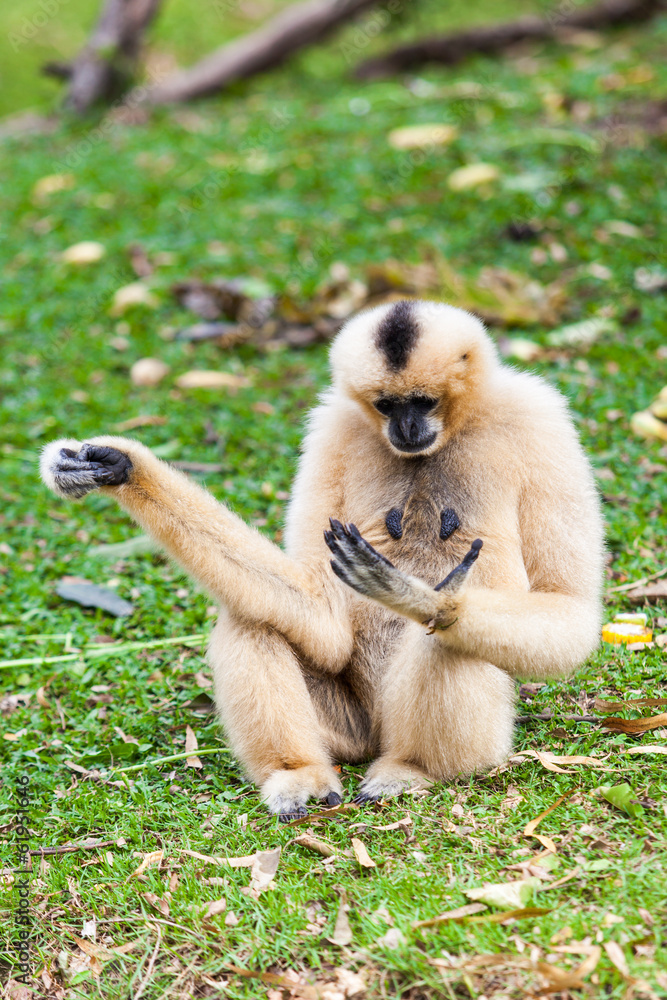 Obraz premium White gibbon