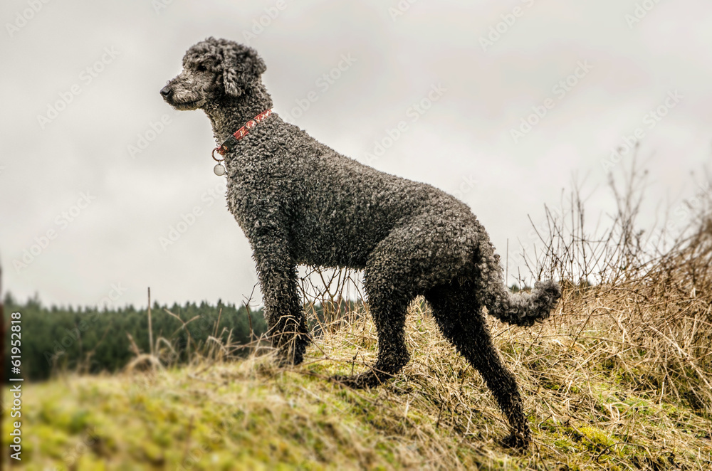 Black poodle looking out across fields with grey sky on grass hill