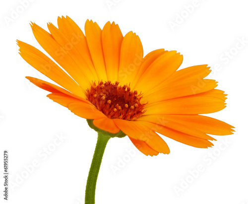 Fototapeta Naklejka Na Ścianę i Meble -  Orange daisy flower with petals