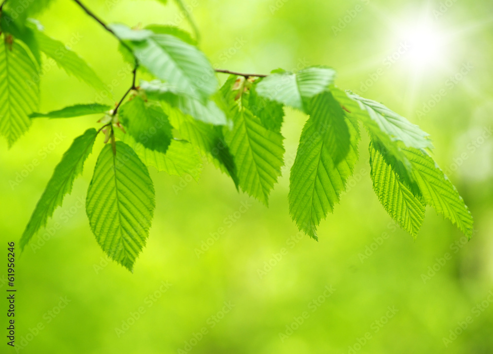 green leaves green leaves