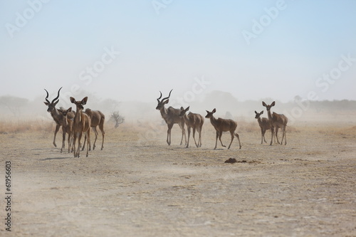 Kudu's from the dust
