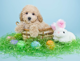 Easter Puppy
