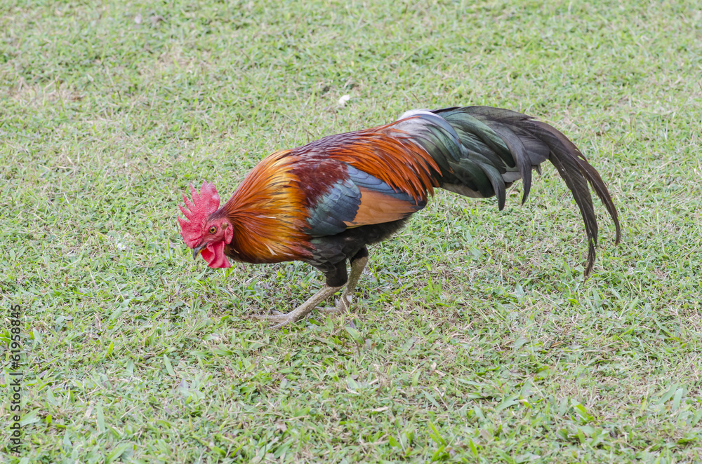 Fototapeta premium beautyful thai Roosters