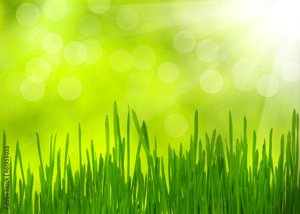 Fototapeta premium green grass