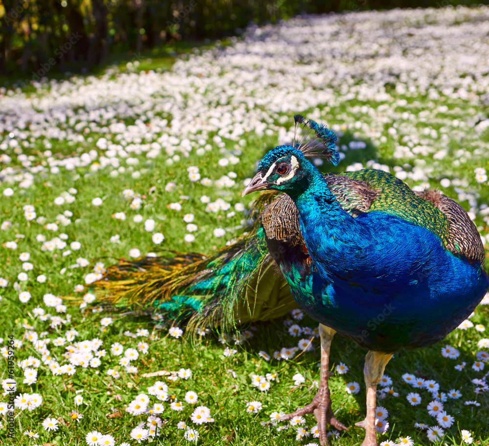 Obraz premium Beautiful Peacock on camomile field