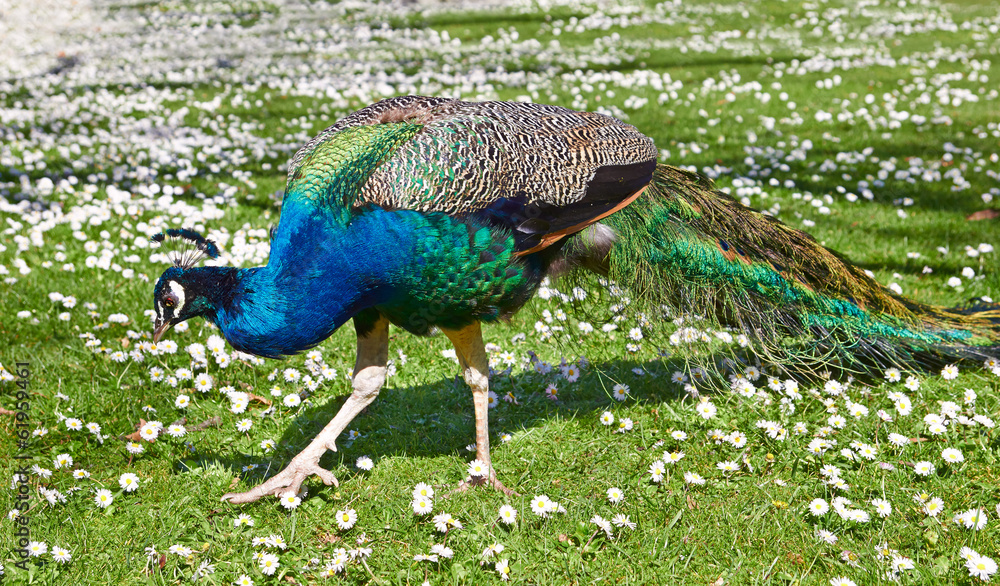 Obraz premium Peacock on camomile field