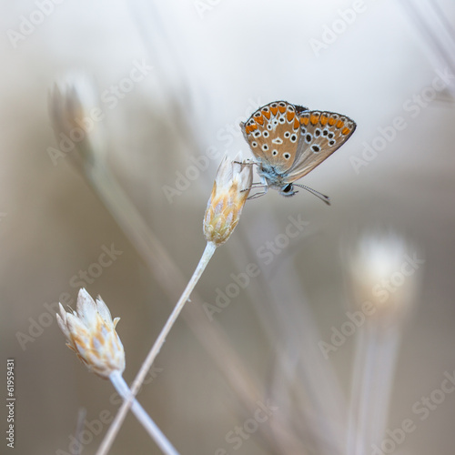 Brown Argus Butterfly on Light to White Natural Background #61959431