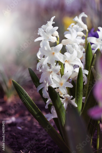 White hyacinth