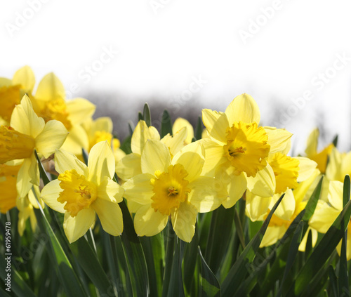 Fototapeta Naklejka Na Ścianę i Meble -  Yellow daffodils