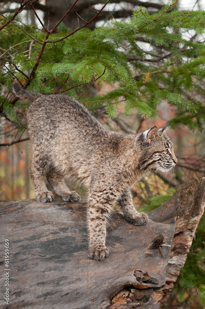 Bobcat Kitten (Lynx rufus) Prepare to Pounce Bobcat Kitten (Lynx rufus) Prepare to Pounce