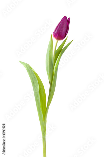 tulip flower full-length