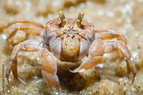 Ghost crabs (Ocypode quadrata)