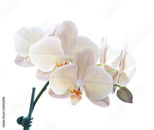 Beautiful violet orchid flower in blooming