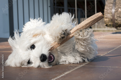 cucciolo di maltese gioca con bastoncino