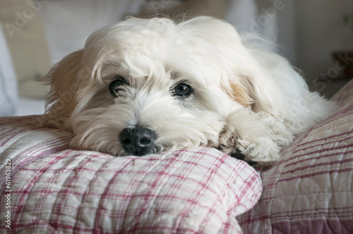 cucciolo di maltese riposa su cuscini photo