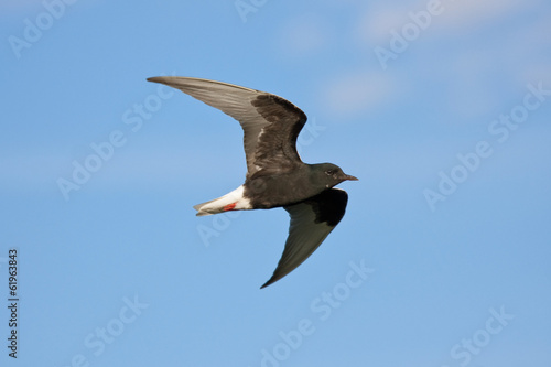 White-winged Tern (Chlidonias leucopterus) in flight