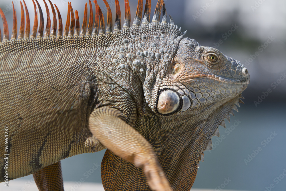 Fototapeta premium Portrait of a wild iguana lizard