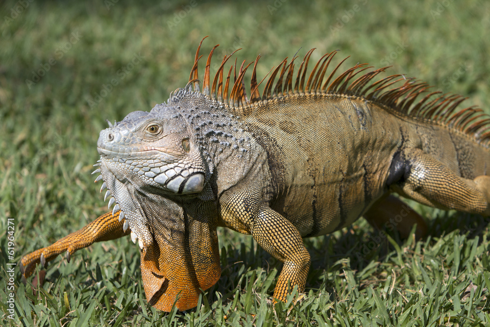 Fototapeta premium Portrait of a wild iguana lizard