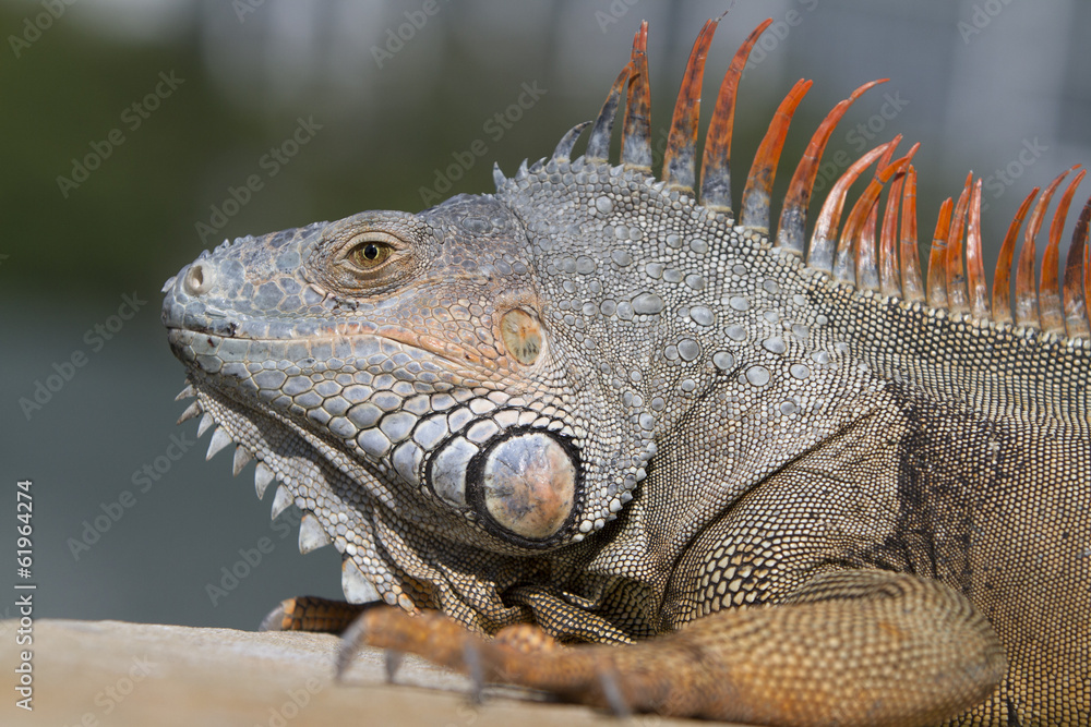 portrait of a wild iguana lizard portrait of a wild iguana lizard
