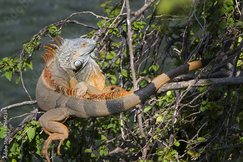 Portrait of a wild iguana lizard photo