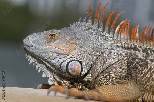 portrait of a wild iguana lizard