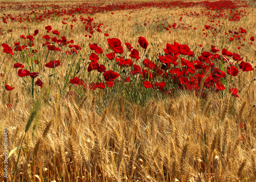 Red Poppy Flowers inside Wheat Field