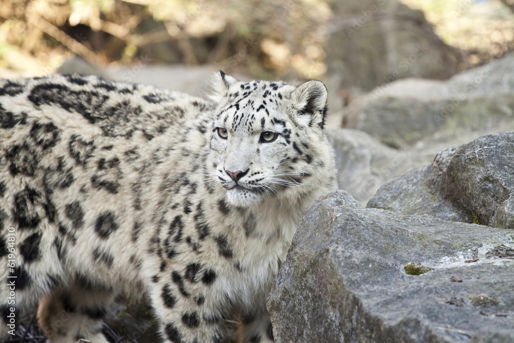 Naklejka premium Snow leopard