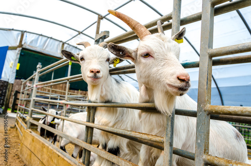 Penned Goats at Farm Visitor Centre