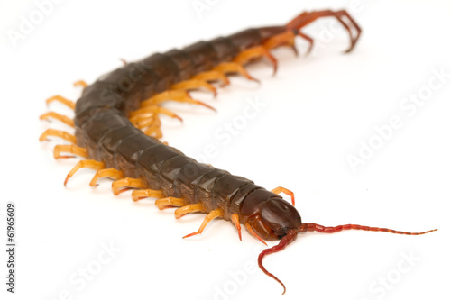 Fotografering closeup of brown centipede