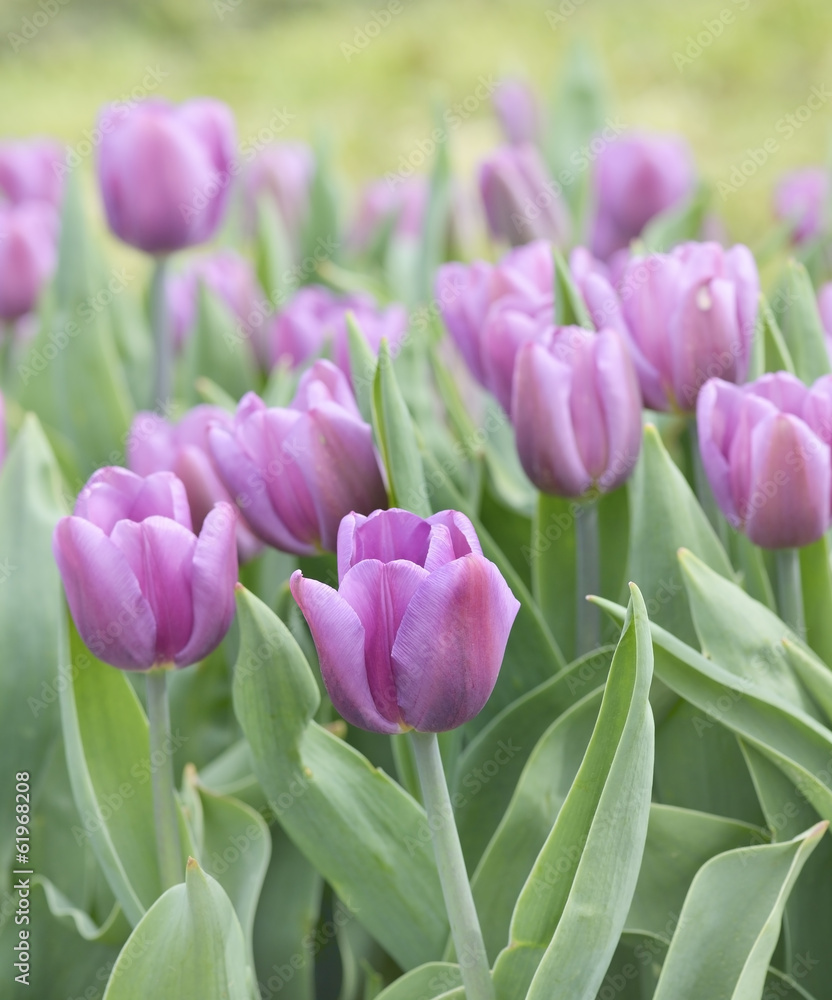 Fototapeta premium Purple Tulips