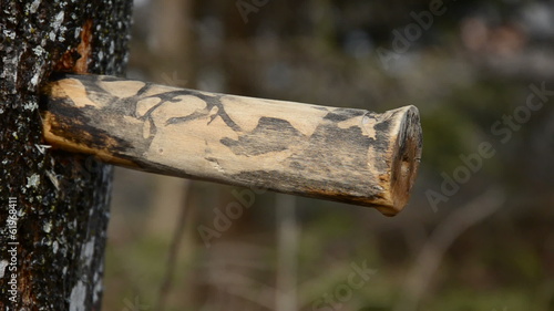 spring maple sap drops from wooden spigot
