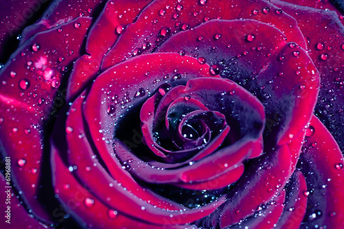 Rose with water drops. Shallow depth of field. Toned image.