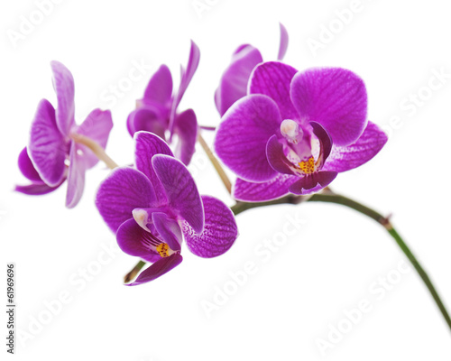Fototapeta Rare purple orchid isolated on white background.