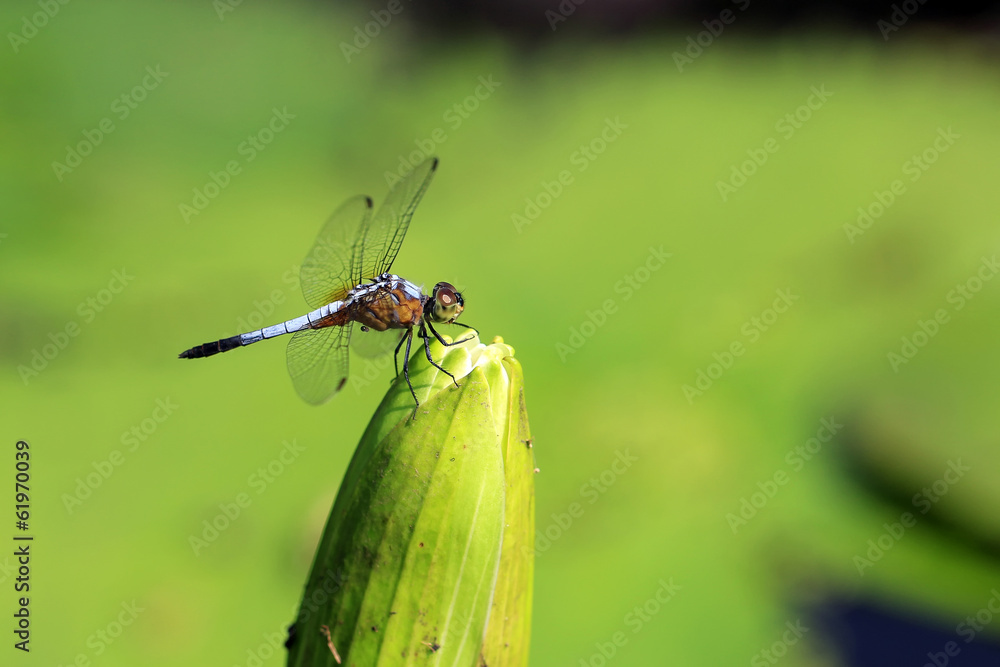 dragonfly on beautiful lotus flower dragonfly on beautiful lotus flower