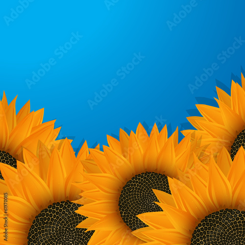 Sunflowers over blue